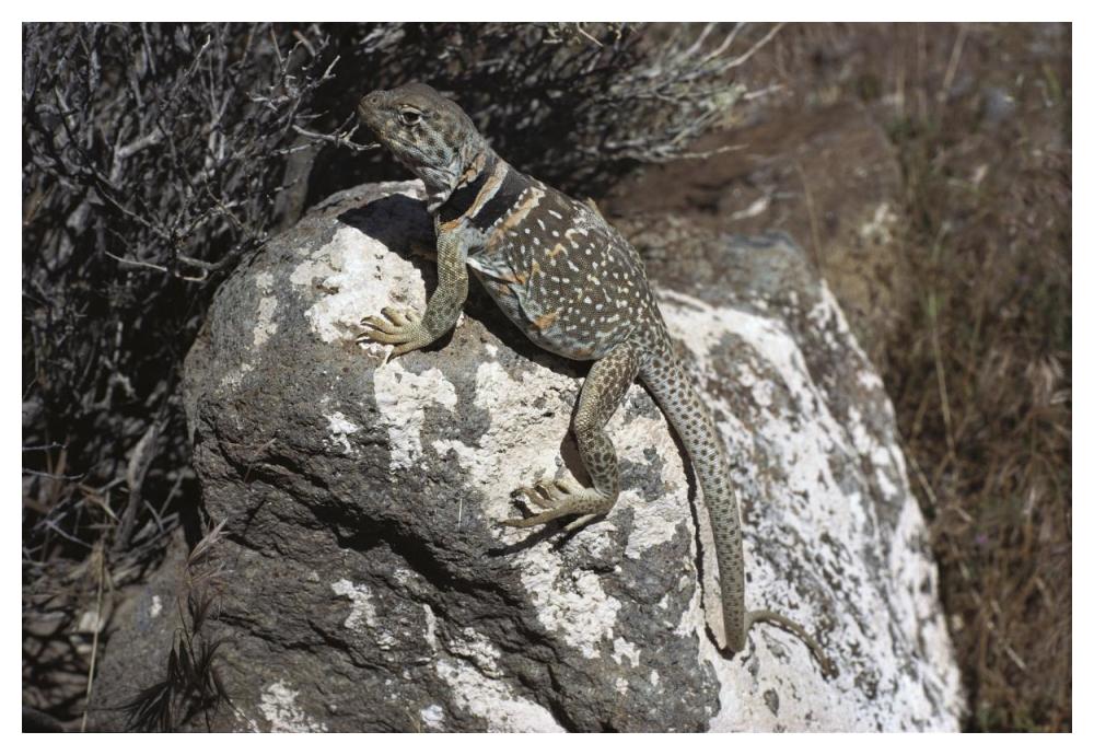 Collared Lizard sunning itself on a rock, Mojave Desert, California-Paper Art-50"x34"