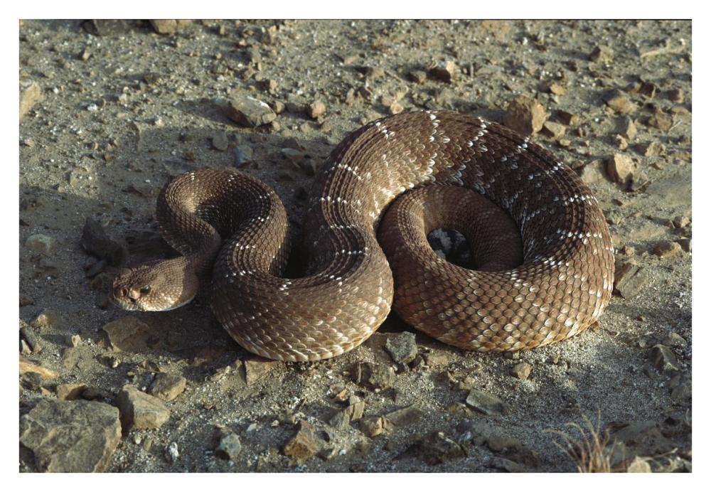 Red Rattlesnake, Baja California, Mexico-Paper Art-38"x26"