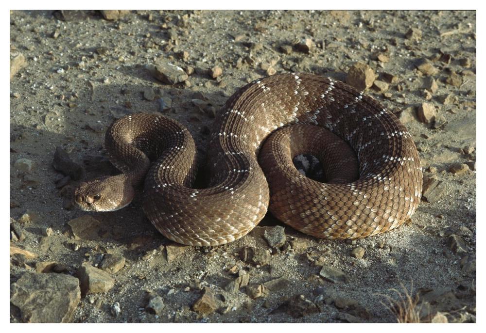 Red Rattlesnake, Baja California, Mexico-Paper Art-50"x34"