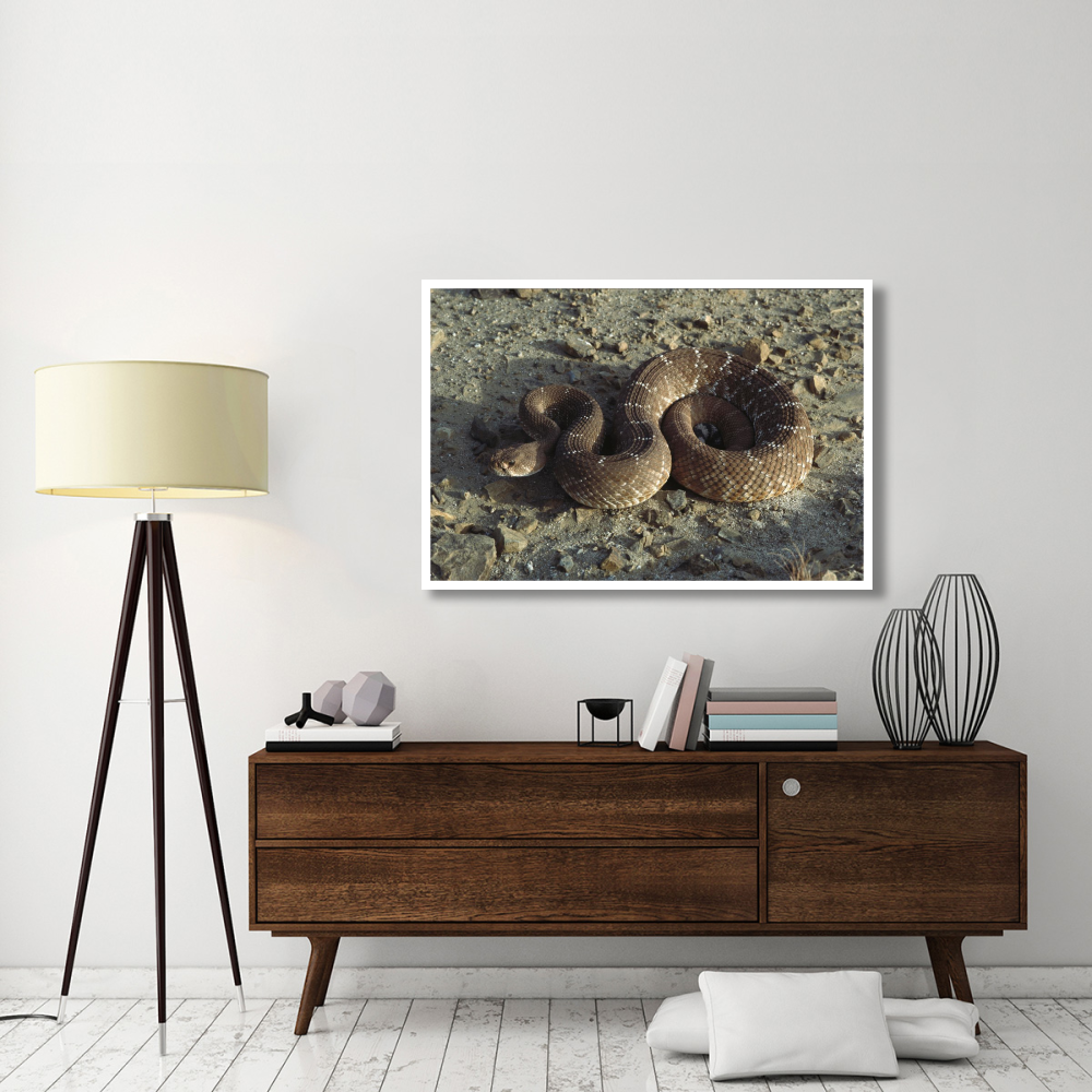 Red Rattlesnake, Baja California, Mexico-Paper Art-50&quotx34"