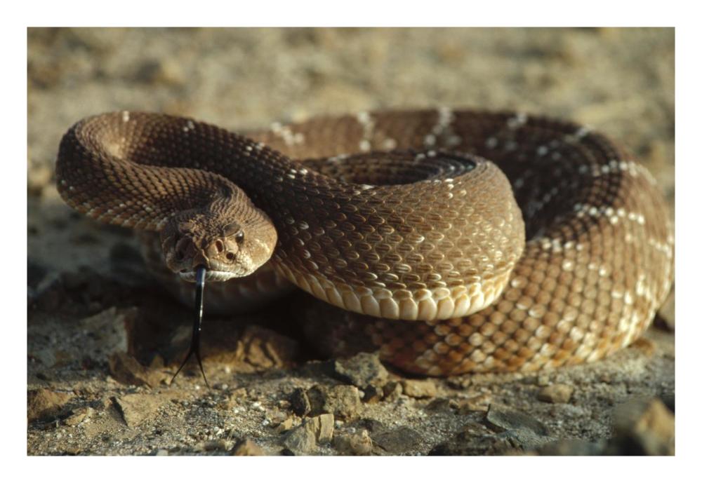 Red Rattlesnake, Baja California, Mexico-Paper Art-26"x18"