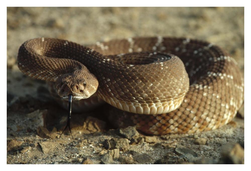 Red Rattlesnake, Baja California, Mexico-Paper Art-38"x26"