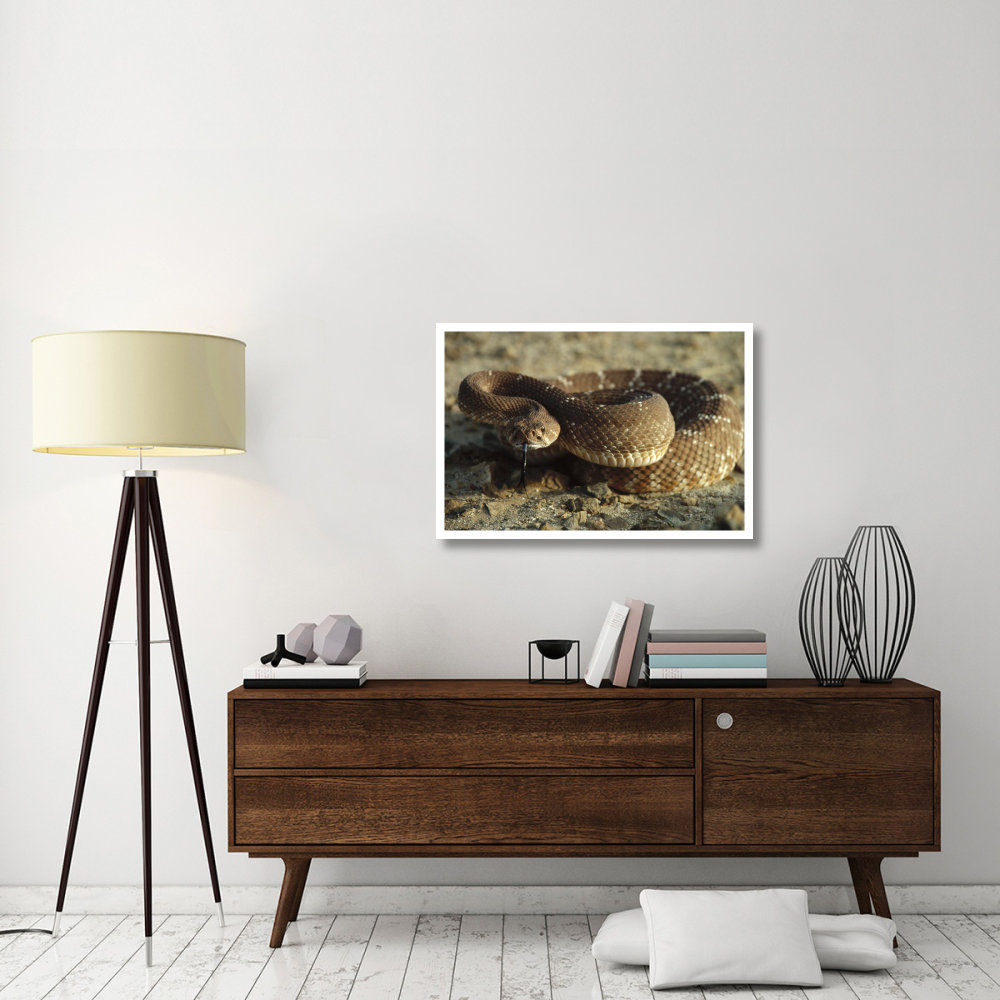 Red Rattlesnake, Baja California, Mexico-Paper Art-38&quotx26"