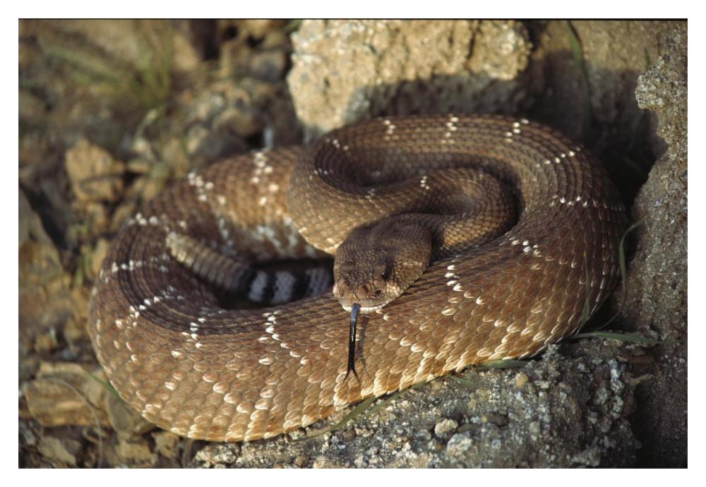 Red Rattlesnake sensing with its tongue, Baja, Mexico-Paper Art-20"x14"
