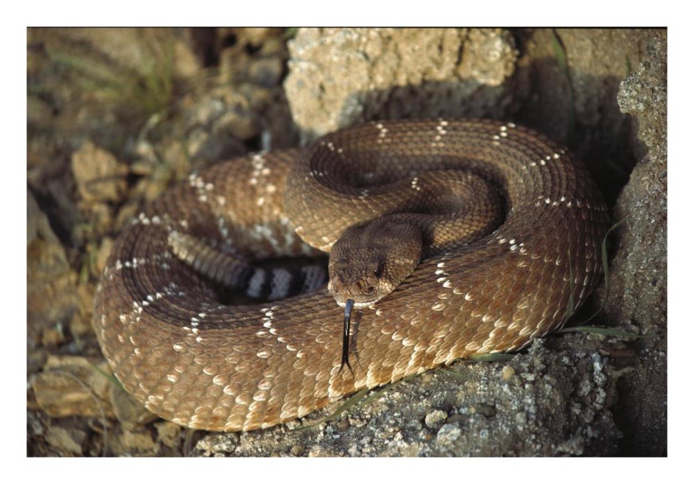 Red Rattlesnake sensing with its tongue, Baja, Mexico-Paper Art-26"x18"