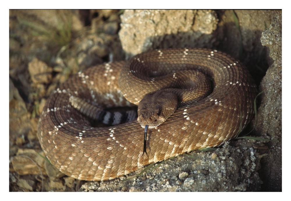 Red Rattlesnake sensing with its tongue, Baja, Mexico-Paper Art-32"x22"