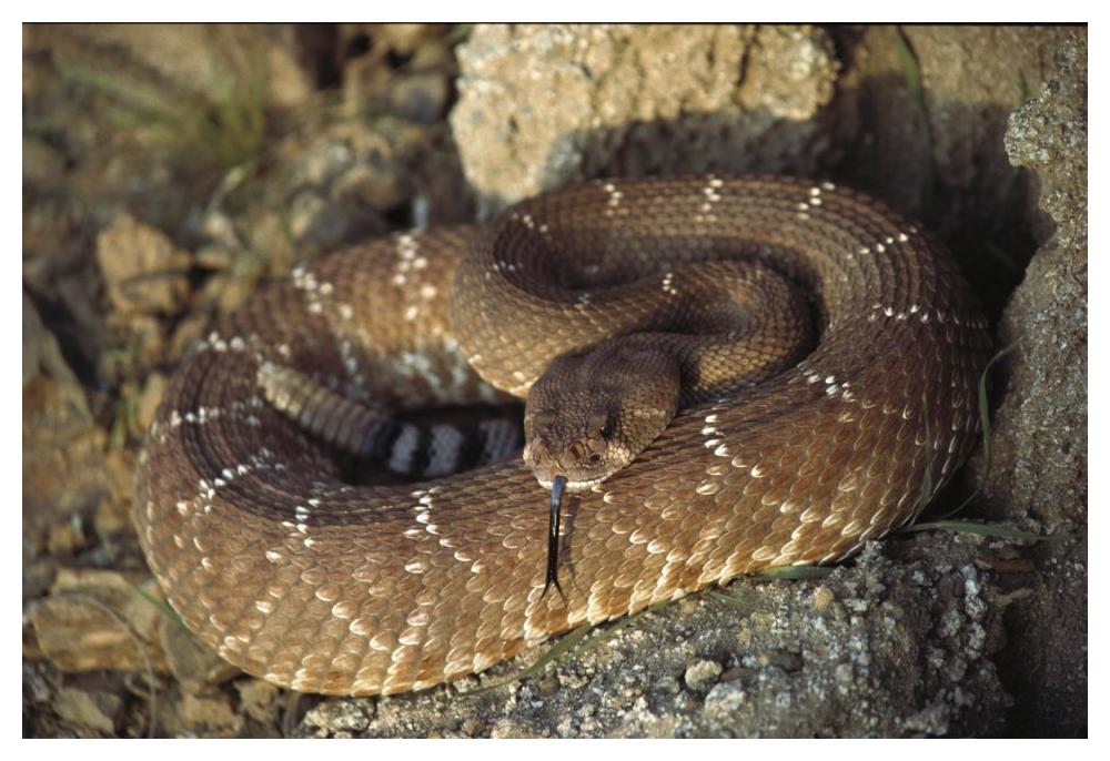 Red Rattlesnake sensing with its tongue, Baja, Mexico-Paper Art-50"x34"