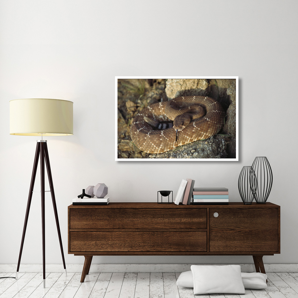 Red Rattlesnake sensing with its tongue, Baja, Mexico-Paper Art-50&quotx34"