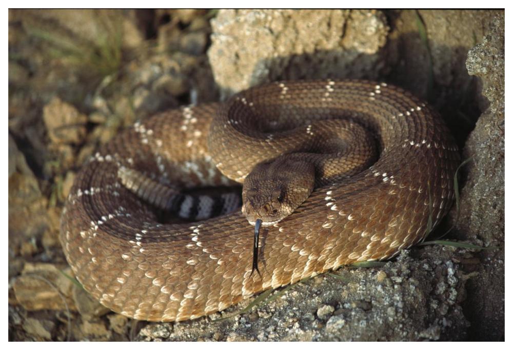 Red Rattlesnake sensing with its tongue, Baja, Mexico-Paper Art-62"x42"