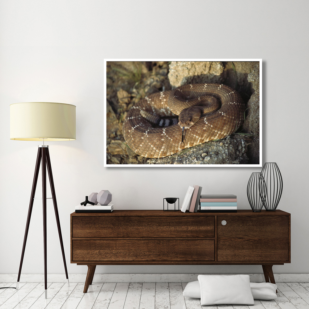 Red Rattlesnake sensing with its tongue, Baja, Mexico-Paper Art-62&quotx42"