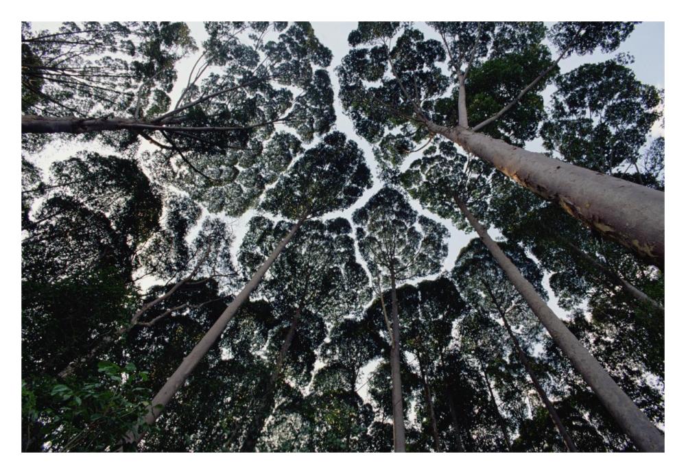 Kapur trees showing crown shyness, Malaysia-Paper Art-32"x22"