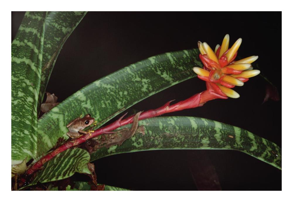 Frog on Guzmania Bromeliad western lowlands, Colombia-Paper Art-26"x18"