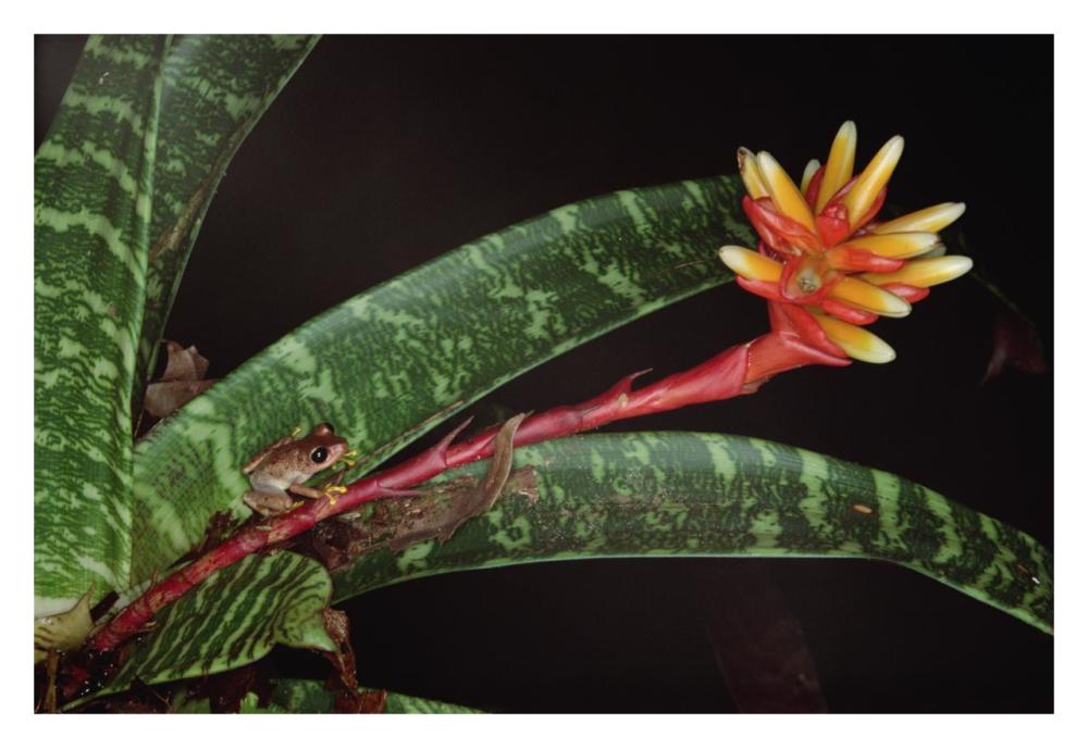 Frog on Guzmania Bromeliad western lowlands, Colombia-Paper Art-32"x22"