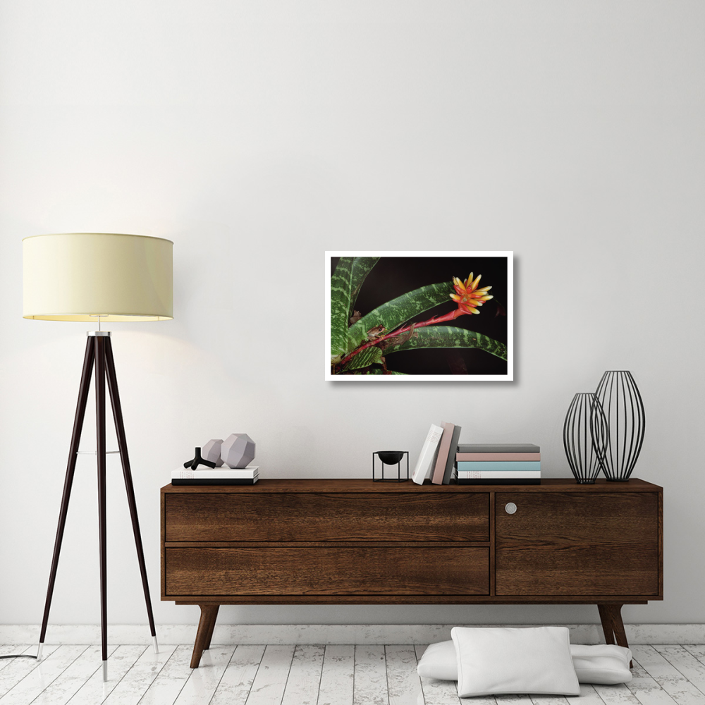 Frog on Guzmania Bromeliad western lowlands, Colombia-Paper Art-32&quotx22"
