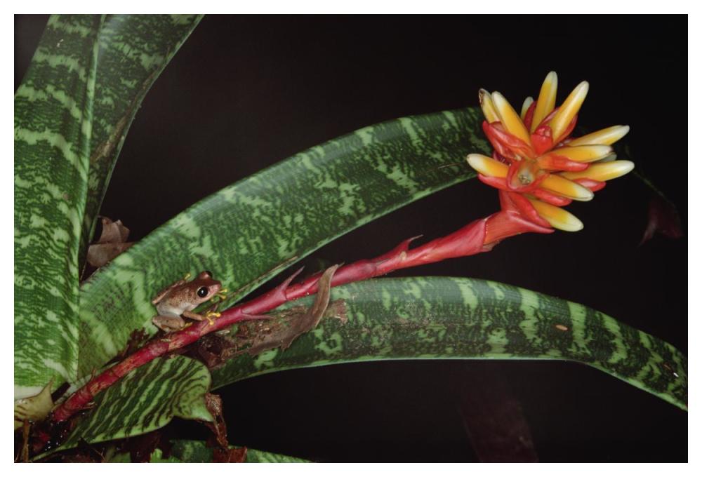Frog on Guzmania Bromeliad western lowlands, Colombia-Paper Art-50"x34"