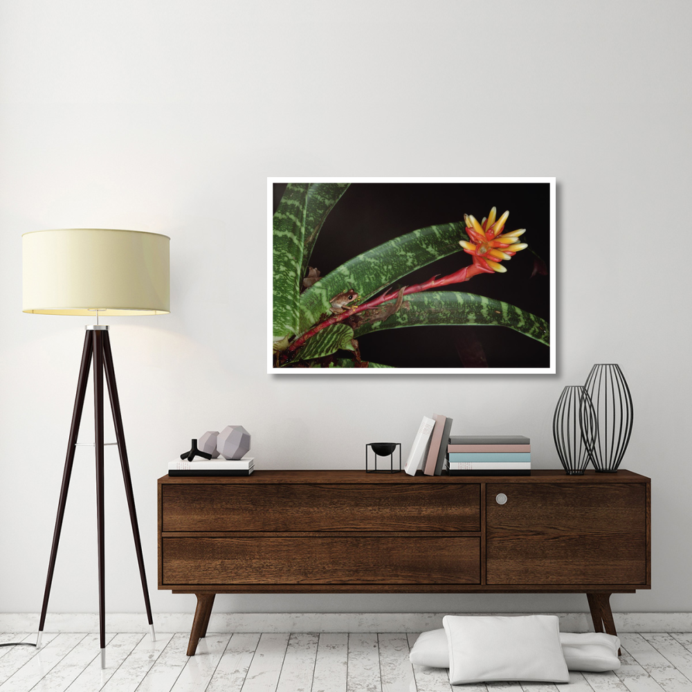 Frog on Guzmania Bromeliad western lowlands, Colombia-Paper Art-50&quotx34"