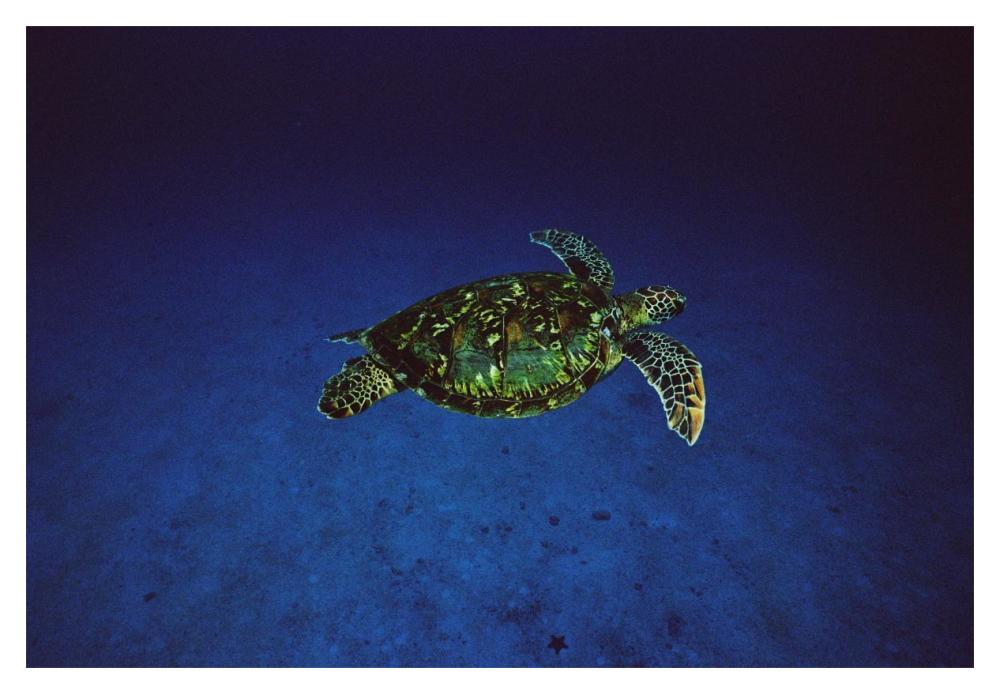 Green Sea Turtle swimming off of Cocos Island, Costa Rica-Paper Art-20"x14"