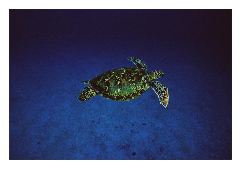 Green Sea Turtle swimming off of Cocos Island, Costa Rica-Paper Art-26"x18"