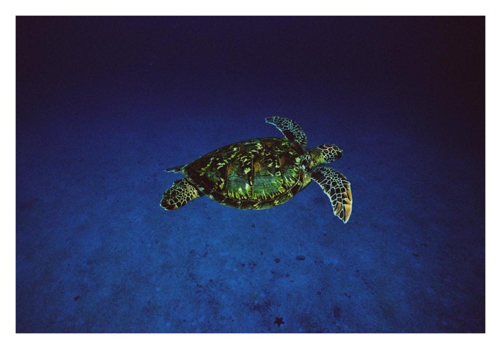 Green Sea Turtle swimming off of Cocos Island, Costa Rica-Paper Art-32"x22"