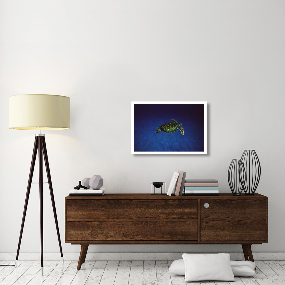 Green Sea Turtle swimming off of Cocos Island, Costa Rica-Paper Art-32&quotx22"