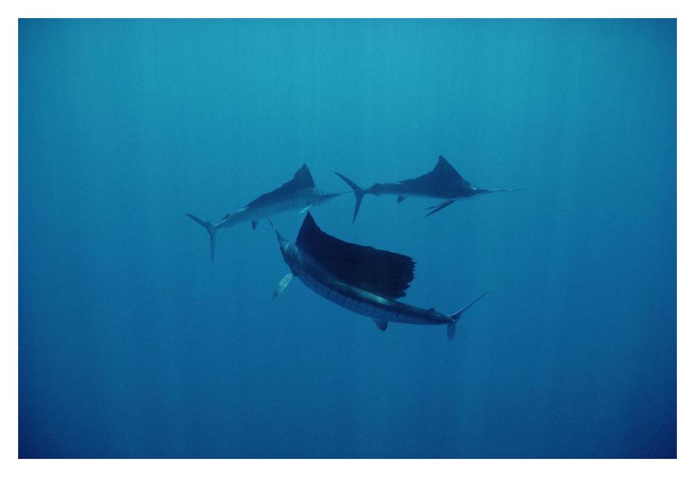 Pacific Sailfish trio swimming off of Manualita Island, Costa Rica-Paper Art-20"x14"