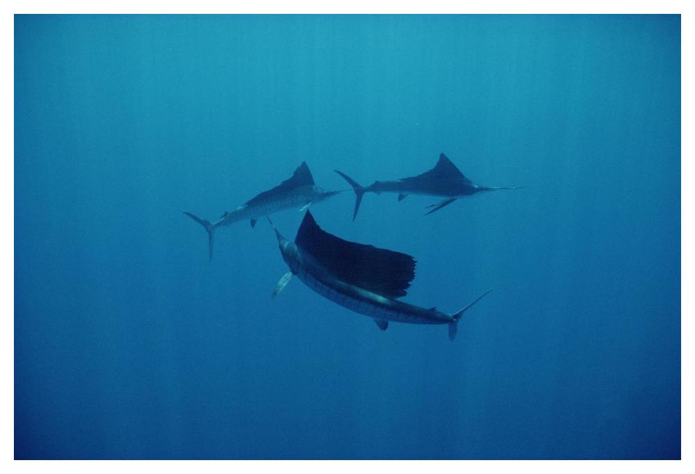 Pacific Sailfish trio swimming off of Manualita Island, Costa Rica-Paper Art-50"x34"