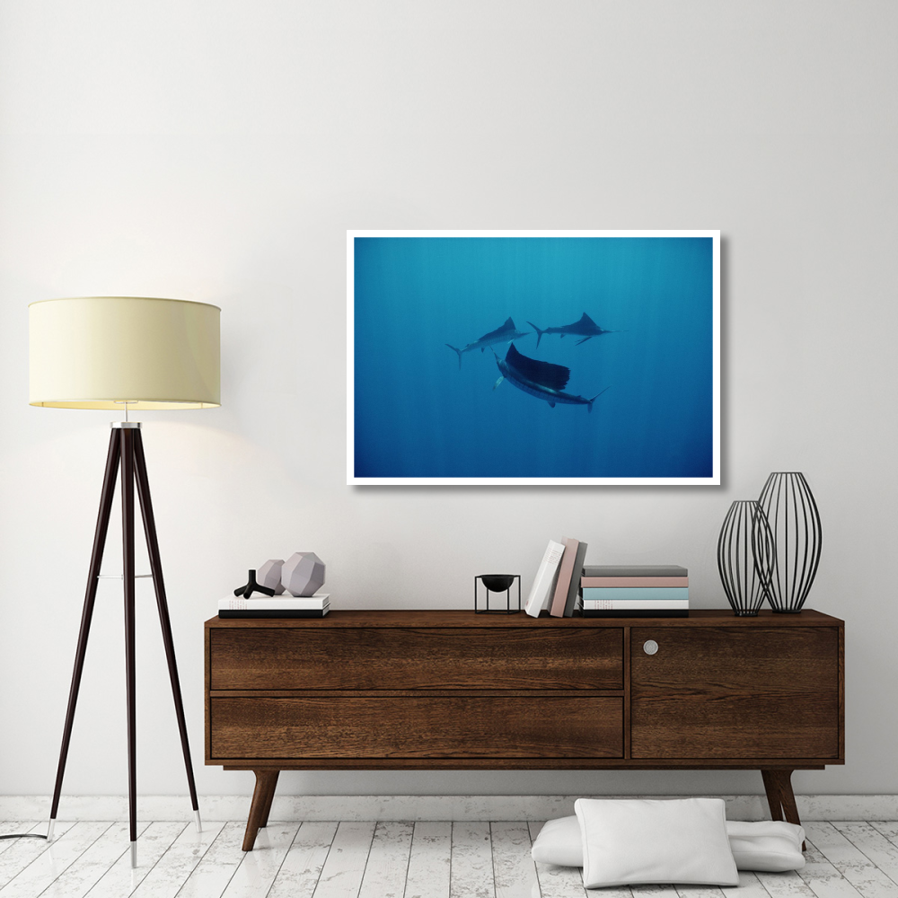 Pacific Sailfish trio swimming off of Manualita Island, Costa Rica-Paper Art-50&quotx34"