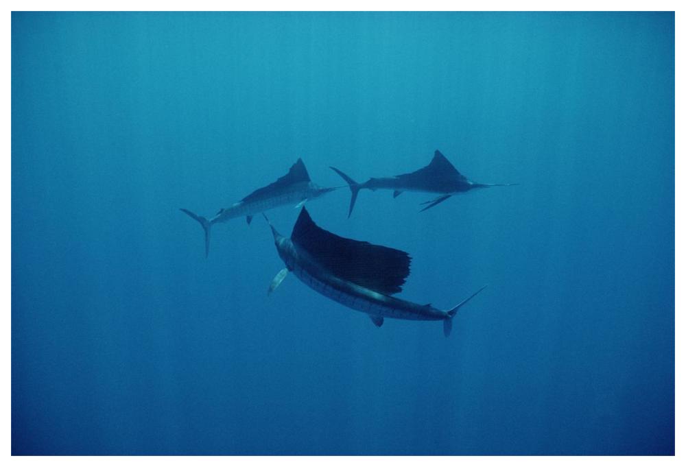 Pacific Sailfish trio swimming off of Manualita Island, Costa Rica-Paper Art-62"x42"