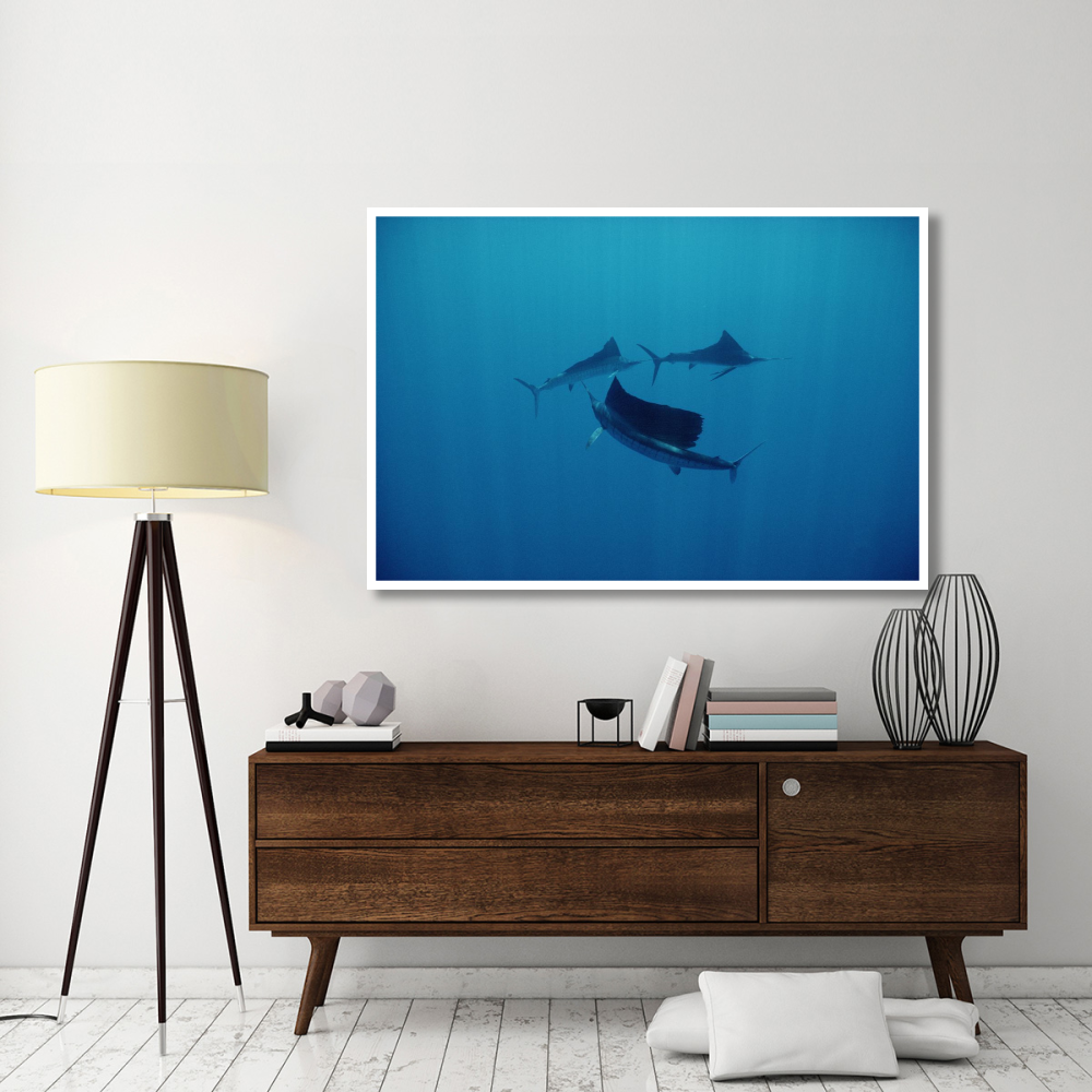 Pacific Sailfish trio swimming off of Manualita Island, Costa Rica-Paper Art-62&quotx42"