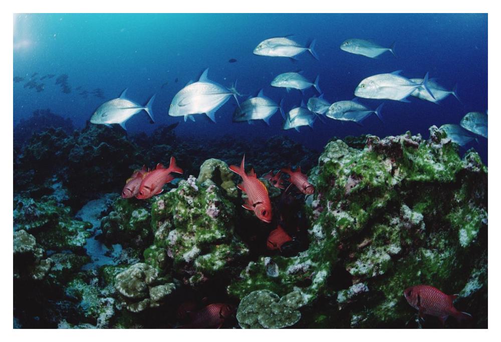 Cavalla and Squirrelfish schools patrolling reef, Cocos Island, Costa Rica-Paper Art-20"x14"