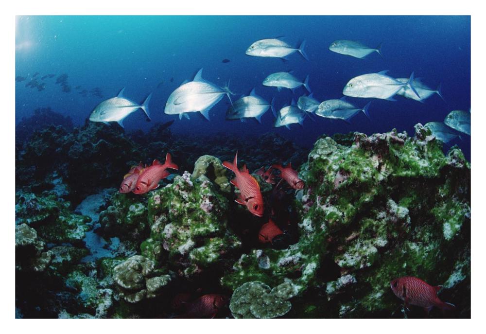 Cavalla and Squirrelfish schools patrolling reef, Cocos Island, Costa Rica-Paper Art-32"x22"