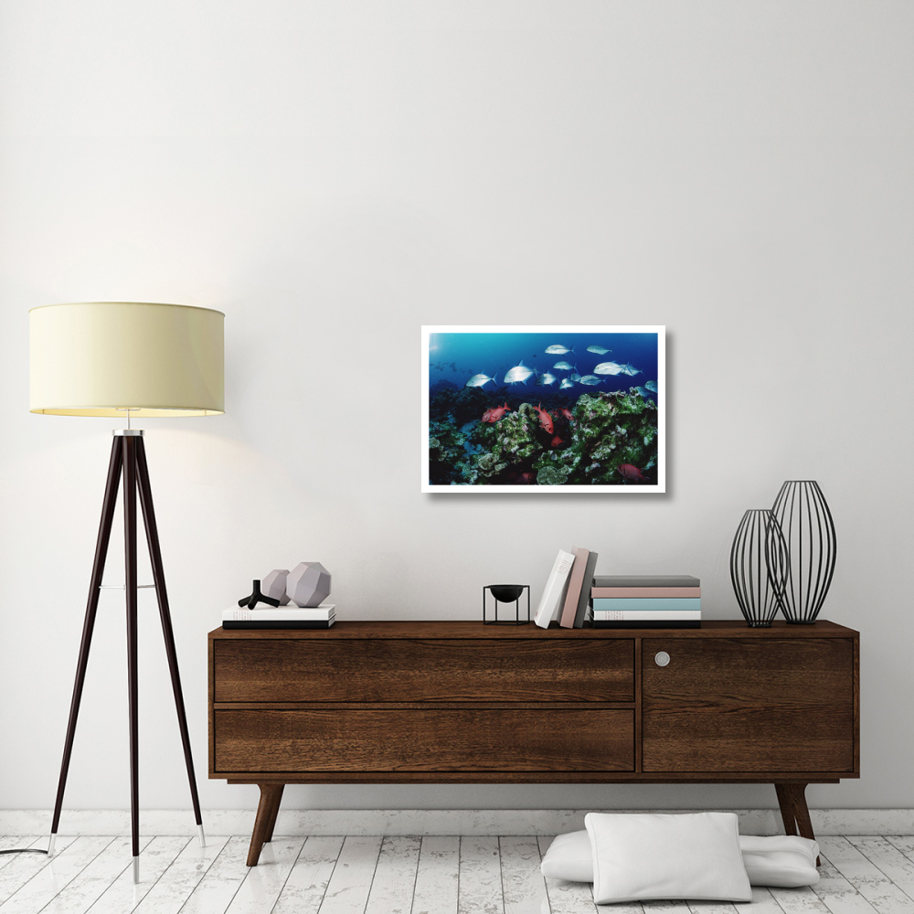 Cavalla and Squirrelfish schools patrolling reef, Cocos Island, Costa Rica-Paper Art-32&quotx22"
