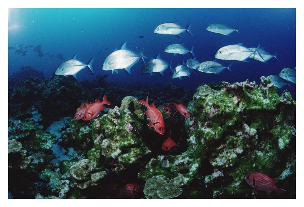 Cavalla and Squirrelfish schools patrolling reef, Cocos Island, Costa Rica-Paper Art-38"x26"