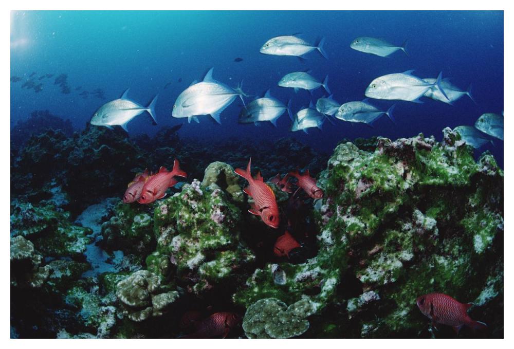 Cavalla and Squirrelfish schools patrolling reef, Cocos Island, Costa Rica-Paper Art-50"x34"