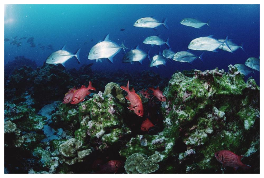 Cavalla and Squirrelfish schools patrolling reef, Cocos Island, Costa Rica-Paper Art-62"x42"