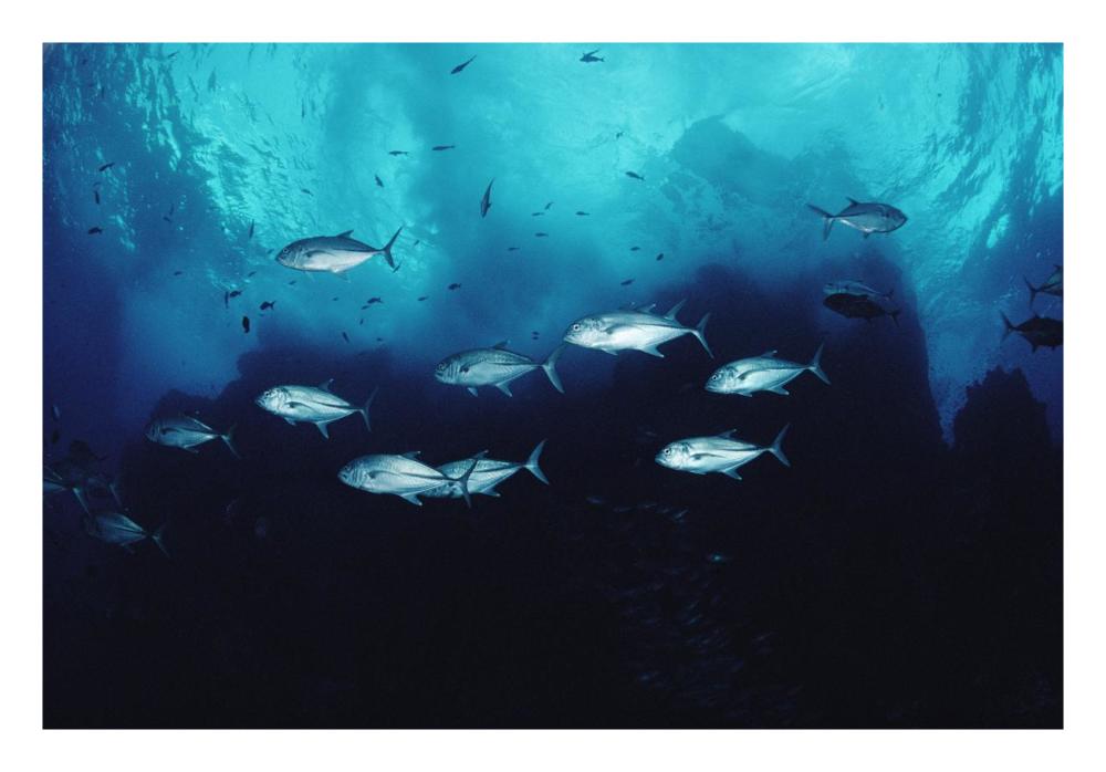 Cavalla school patrolling reef off of Cocos Island, Costa Rica-Paper Art-26"x18"
