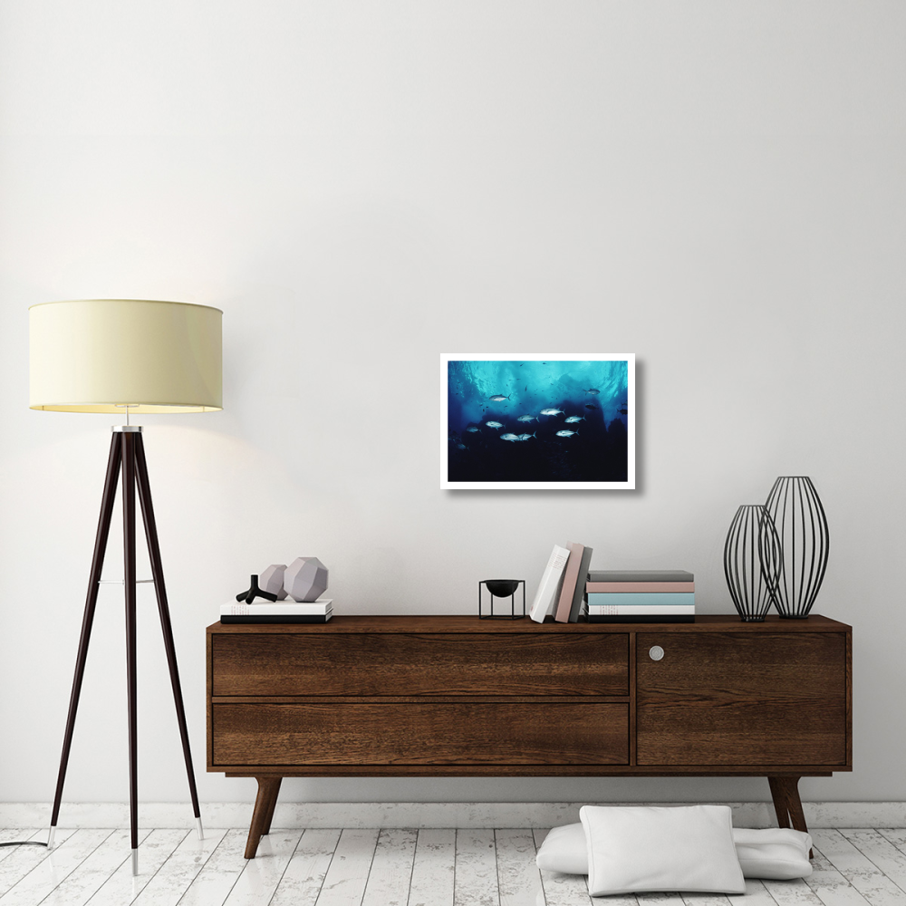 Cavalla school patrolling reef off of Cocos Island, Costa Rica-Paper Art-26&quotx18"