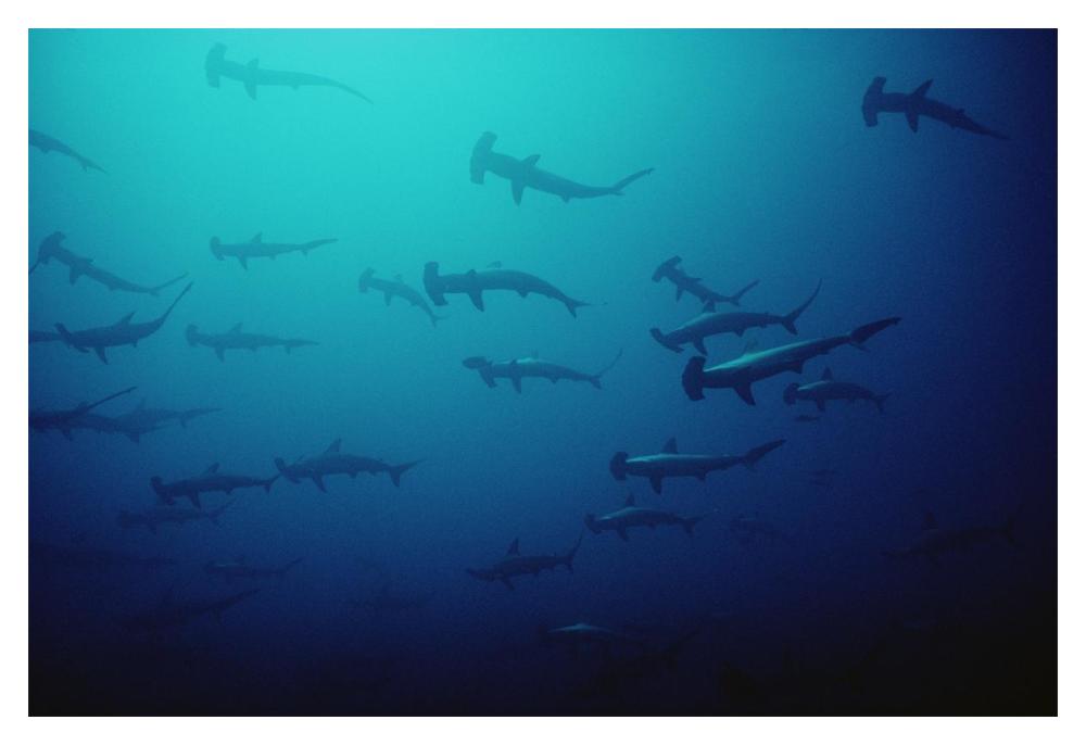 Scalloped Hammerhead Shark school, Cocos Island, Costa Rica-Paper Art-20"x14"