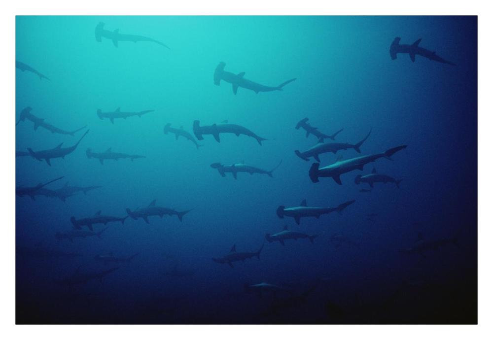 Scalloped Hammerhead Shark school, Cocos Island, Costa Rica-Paper Art-32"x22"