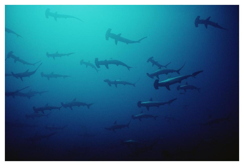Scalloped Hammerhead Shark school, Cocos Island, Costa Rica-Paper Art-50"x34"