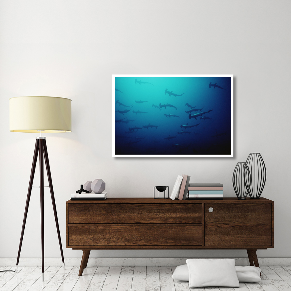 Scalloped Hammerhead Shark school, Cocos Island, Costa Rica-Paper Art-50&quotx34"