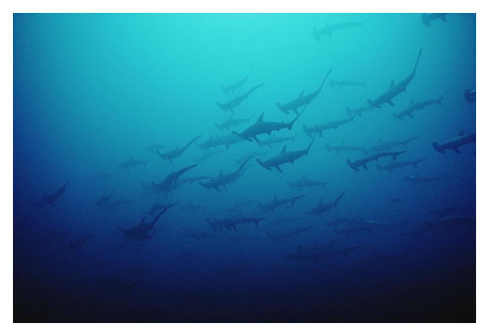 Scalloped Hammerhead Shark school, Cocos Island, Costa Rica-Paper Art-20"x14"