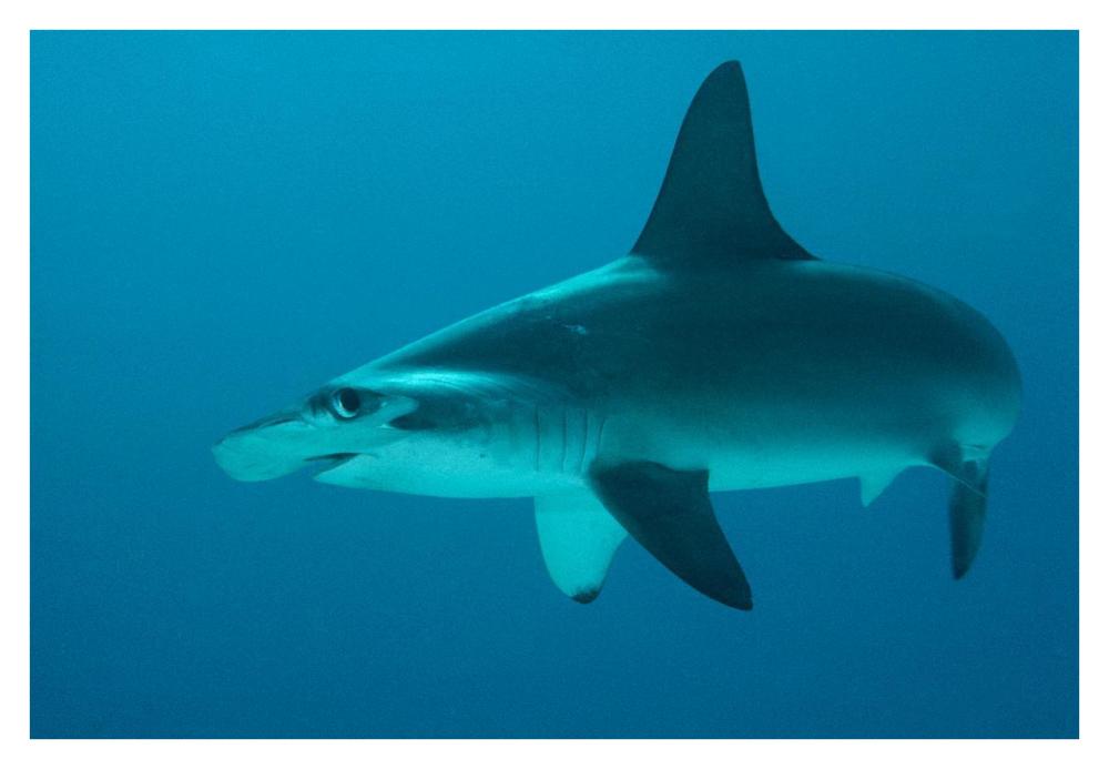 Scalloped Hammerhead Shark portrait, Cocos Island, Costa Rica-Paper Art-38"x26"