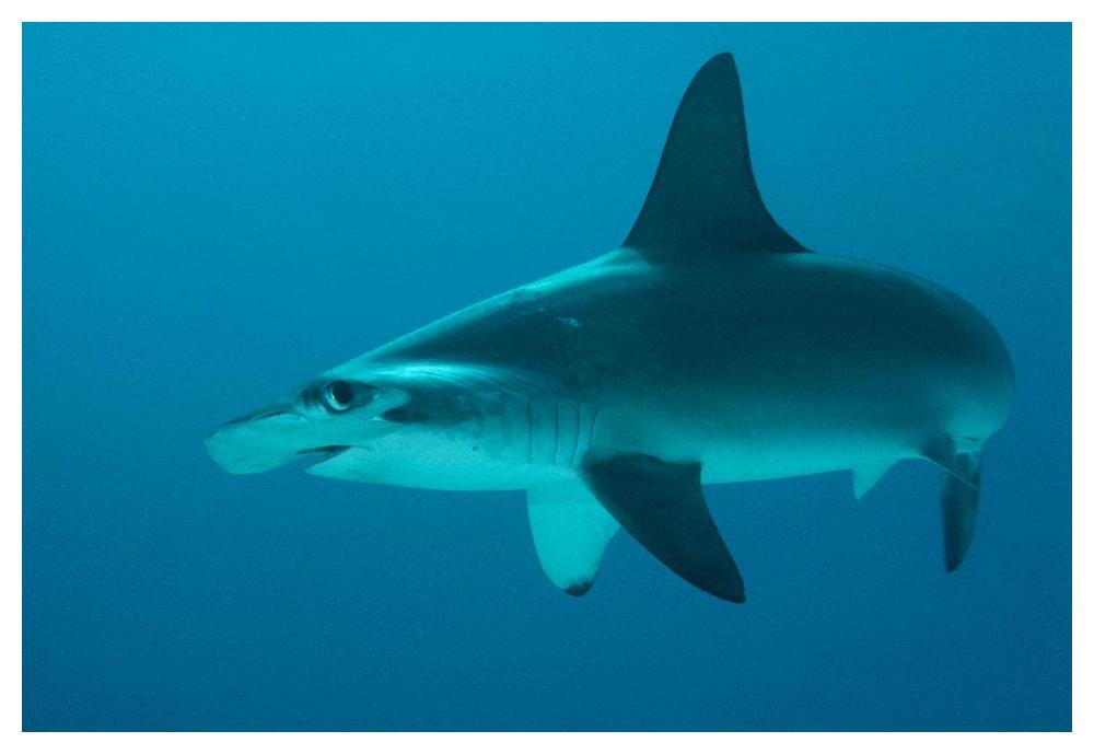 Scalloped Hammerhead Shark portrait, Cocos Island, Costa Rica-Paper Art-50"x34"