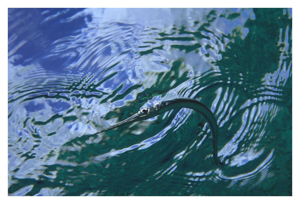 Needlefish on water surface, Bonaire, Netherland Antilles-Paper Art-20"x14"