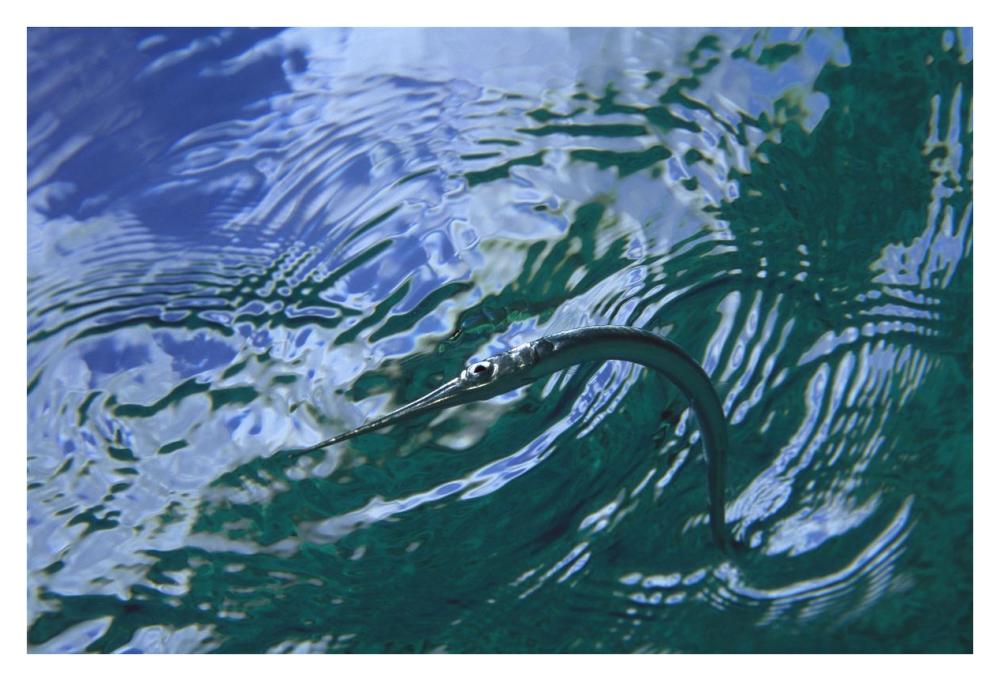 Needlefish on water surface, Bonaire, Netherland Antilles-Paper Art-38"x26"