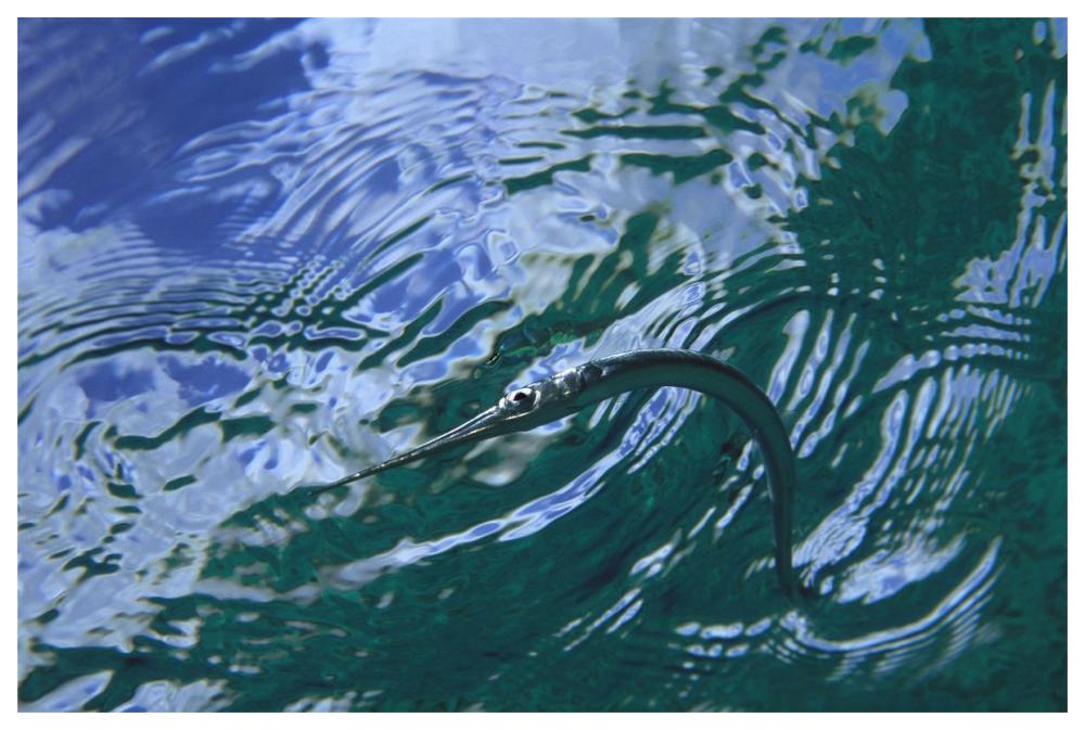 Needlefish on water surface, Bonaire, Netherland Antilles-Paper Art-62"x42"