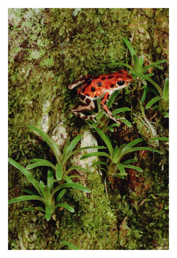 Strawberry Poison Dart Frog mother carries tadpole, Panama-Paper Art-22"x32"
