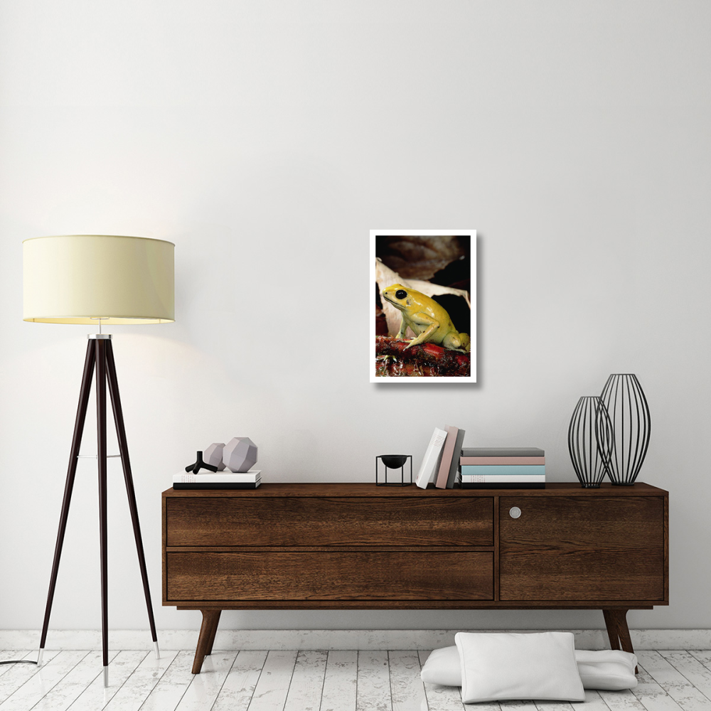 Golden Poison Dart Frog, Colombia-Paper Art-18&quotx26"