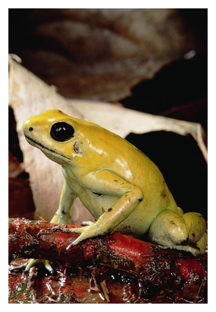 Golden Poison Dart Frog, Colombia-Paper Art-26"x38"